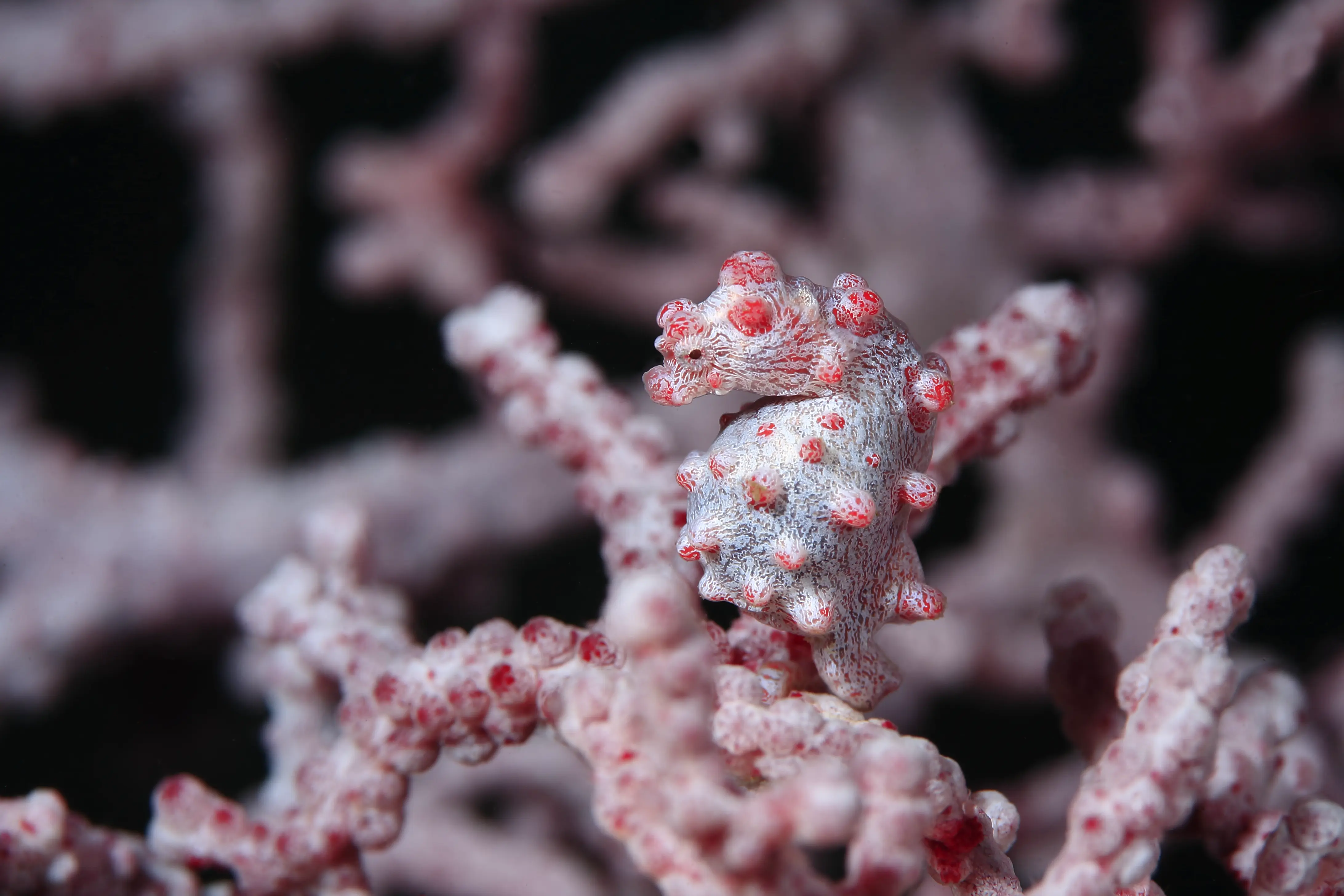 Anilao Macro Dive Media Highlight